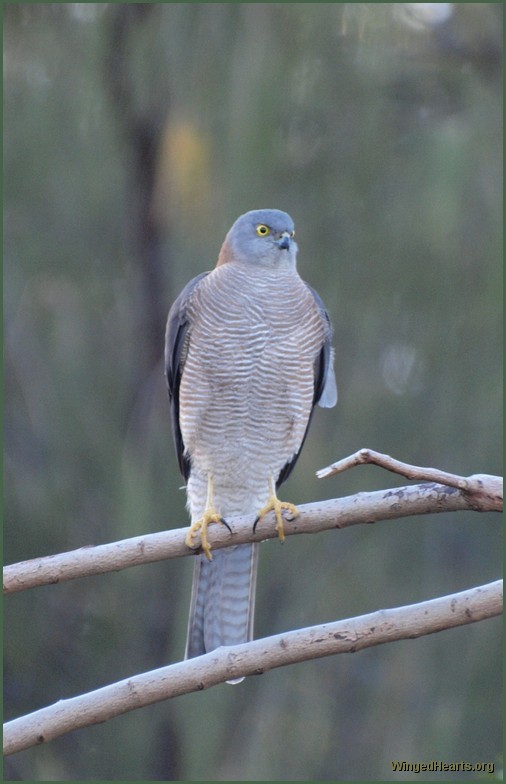 sparrow hawk