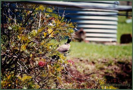 FriarBird