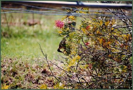 FriarBird