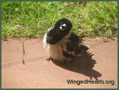 Butcherbird in trance while sitting