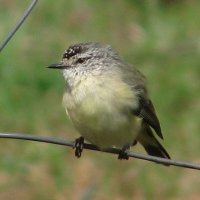 thornbill-closeup