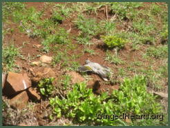 Minnie noisy miner looks dead (but is actually having a great time) lying flat out on the dirt bank
