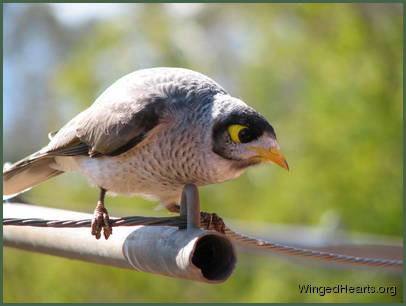 Minmin noisy-miner