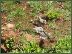 Two noisy miners relax on the dirt bank