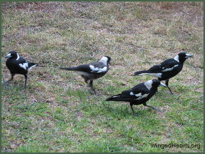magpie family pottering on the ground