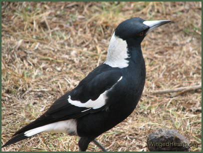Sophie magpie