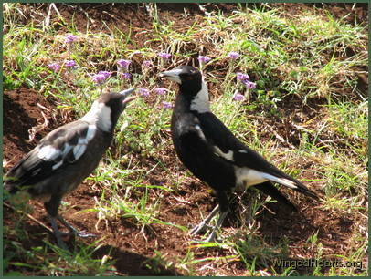 Juvi Wendy magpie with Mum Vicky magpie