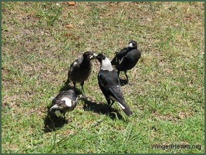 magpies