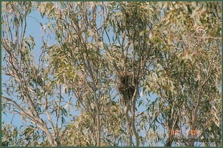 Vicky sitting in her third nest waiting for her chicks to hatch