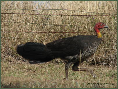 Bush Turkey