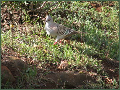crested pigeon ideas