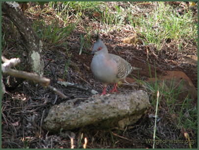 a trip to the Lilypot is a fine way