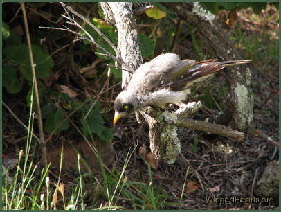 while Minnie prepares for