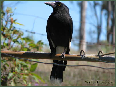 Kari currawong's in deep contemplation