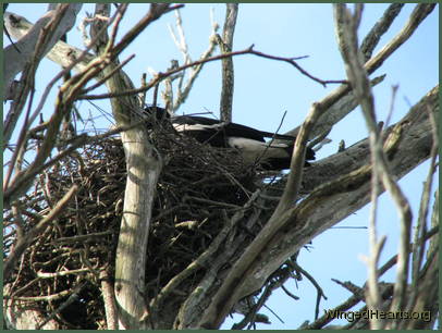 Vicky is sitting on her nest