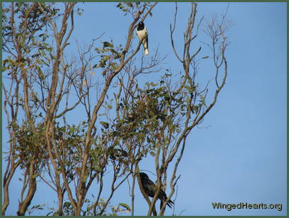 Teddy butcherbird and the crow are keeping an eye out for eagles