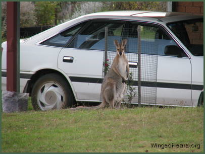 and Wally stands up for a pose.