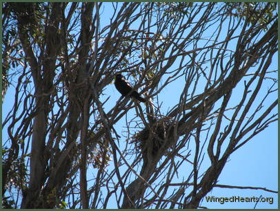 crow's nest