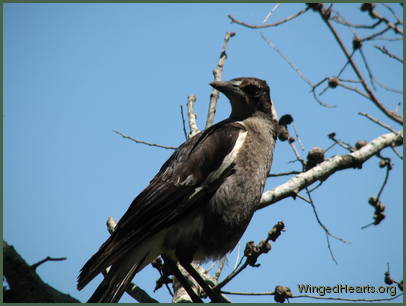 One year old Wendy magpie is on sentry duty