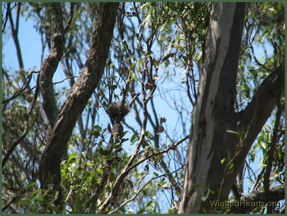 Don't miss my nest - Minnie noisy-miner cheeps