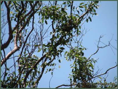 Minnie has a second nest - but it's well hidden behind the leaves