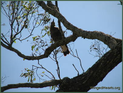 Ignoring the flies I indulge the juv