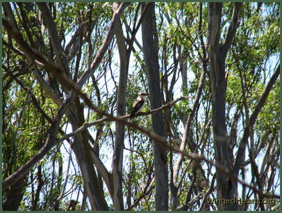 Kookie kookaburra flies past - her colours blend well with the gum trees