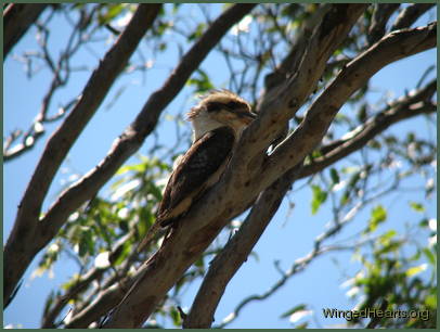 It's another kookaburra and she's calling me!