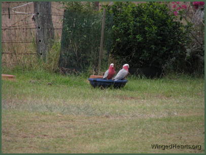 galahs having a drink
