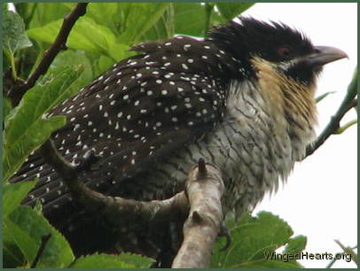 female koel