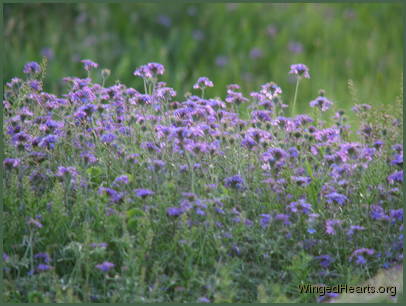 fields of purple as the verbena thrives