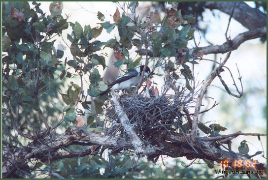 Larry at nest