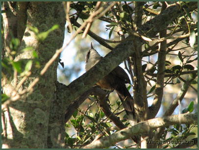 a babbler by himself hidden amidst the branches