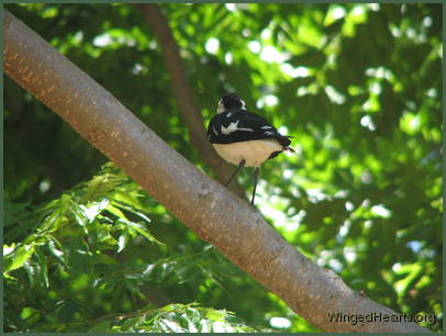 No we're not butcherbirds!