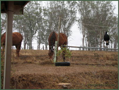 Sophie magpie with Emmy and Missy horses - will they see grass ever again