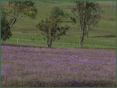 as more rain falls the grass
