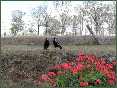 Vicky and Maggie wonder what the season will bring for their brood