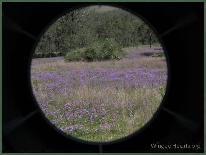 Verbena that had survived the dry spell