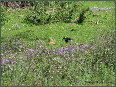The burnt earth springs into life