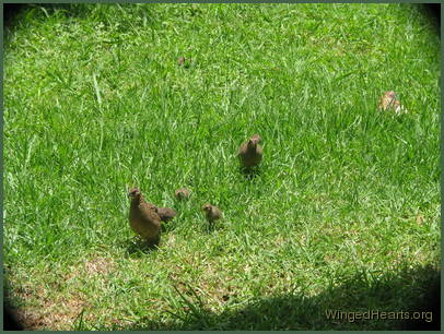 into our backyard with their new flock