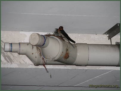 Barn Swallows Barn Swallows