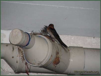 Barn Swallows Barn Swallows