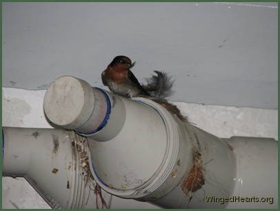 Barn Swallows Barn Swallows