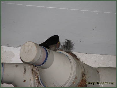 Barn Swallows Barn Swallows