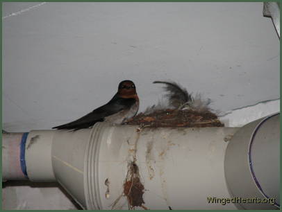 Barn Swallows Barn Swallows