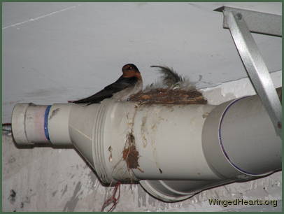 Barn Swallows Barn Swallows