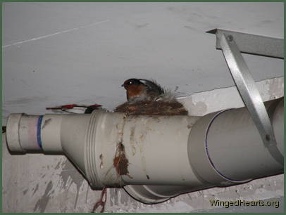 Barn Swallows Barn Swallows