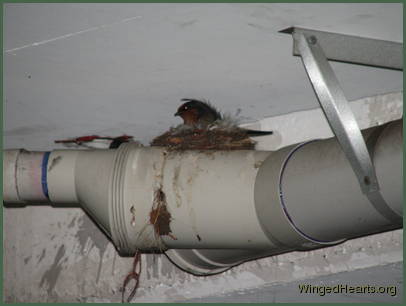 Barn Swallows Barn Swallows
