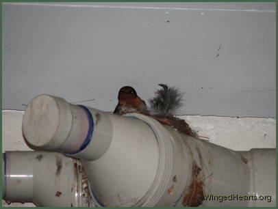 Barn Swallows Barn Swallows