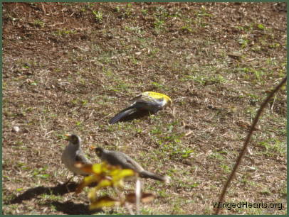 The noisy-miners can potter too